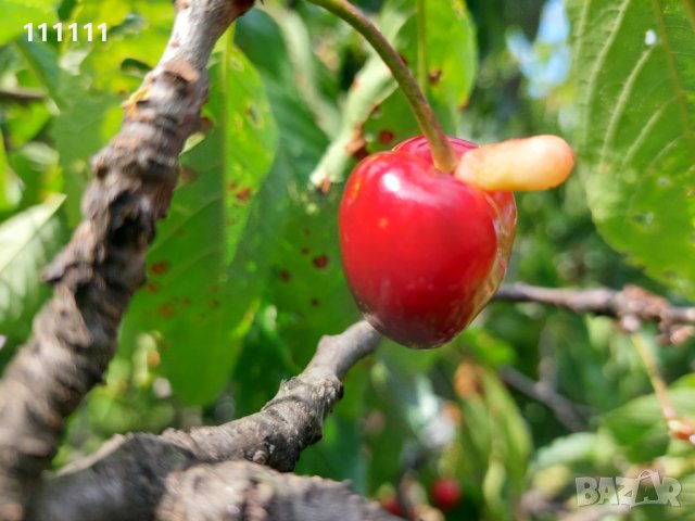 Череша уникат за колекционери и ценители , снимка 3 - Други ценни предмети - 41100414
