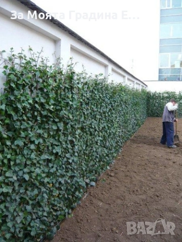 Бръшлян , снимка 5 - Градински цветя и растения - 53624027