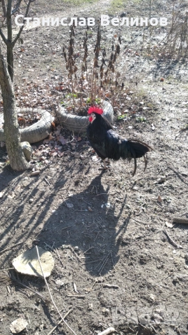 Продавам петел испанска Белолика , снимка 2 - Кокошки и пуйки - 52856150