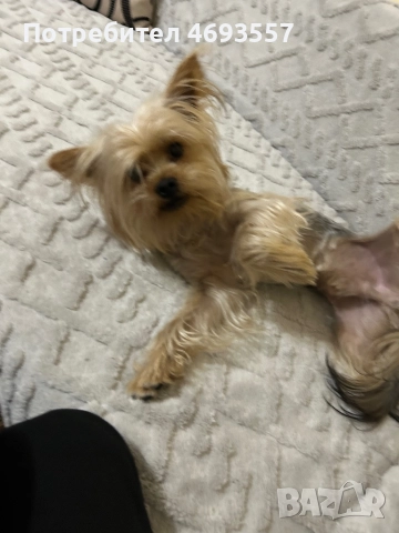 Продавам мъжко стандартно йорки, снимка 3 - Йоркширски териер - 52911226