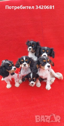 Кавалер кинг чарлз шпаньол , снимка 3 - Кавалер кинг чарлз шпаньол - 53398733