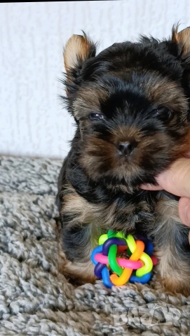 Мини Йоркширски териер момче , снимка 2 - Йоркширски териер - 53622125