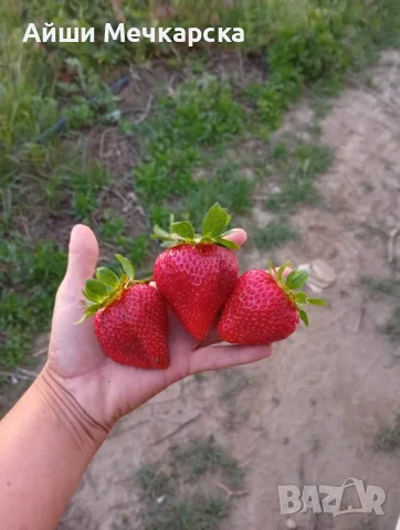 Продавам пресен разсад ягоди, Априка