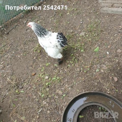 Яйца от Колумбийска брама, снимка 2 - Кокошки и пуйки - 53799620