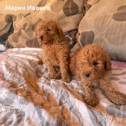 Мини пуделчета, момче и момиче!, снимка 4 - Пудели - 56151492