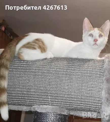 Бяло-рижав котарак търси дом, снимка 7 - Други - 55969619
