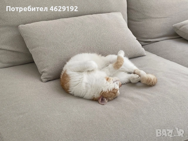 Британски късокосмест с родословие за разплод , снимка 5 - Британска късокосместа - 53873834