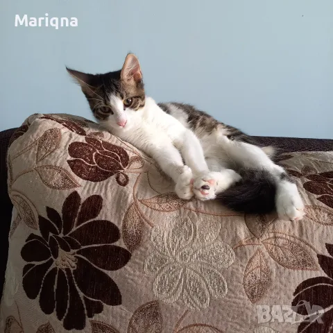 Подарявам мъжко котенце, снимка 3 - Други - 55825234
