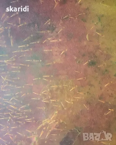 Аманови скариди собствено производство, снимка 10 - Рибки - 39301806