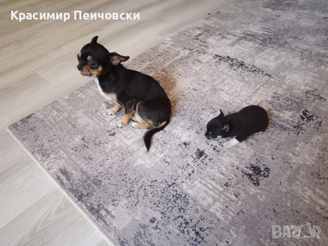 мъжко чихуахуа , снимка 2 - Чихуахуа - 52219789
