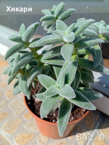 Красула Тенелли - Crassula mesembryanthemoides 'Tenelli  , снимка 7 - Стайни растения - 50303443