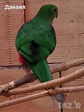 кралски папагал-женска