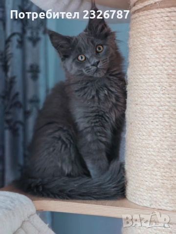 Продавам коте мейн-кун, снимка 2 - Мейн кун - 52864422