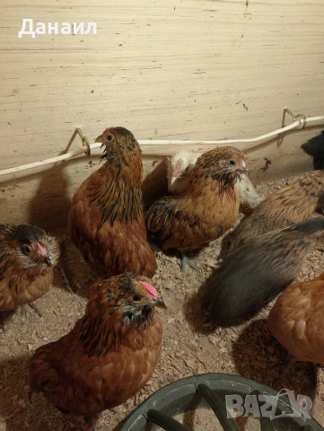 Грюбе, снимка 10 - други­ - 53823897