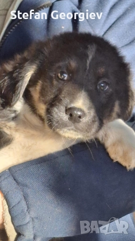 Подаряват се кученца на два месеца, снимка 4 - Каракачанска овчарка - 52944260