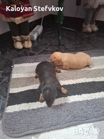 мини пинчер , снимка 4 - Пинчер - 52882492