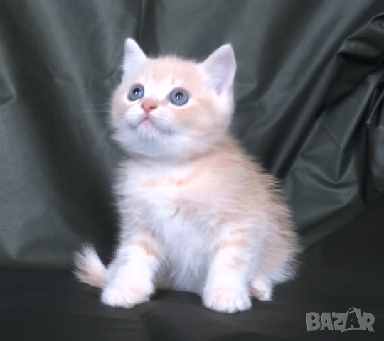 Британско късокосместо златисто котенце, снимка 5 - Британска късокосместа - 52373949