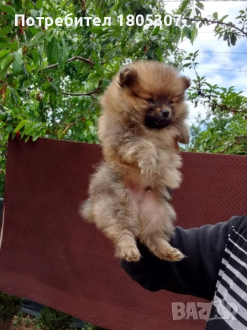 продавам померан, снимка 1
