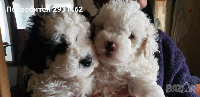 FRENSKY BOLONKY-- BIGHON FRIZE-- 550LV., PROMOCYA   , снимка 5 - Болонка - 44694809