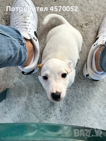 Джак Ръсел териер - Jack Russell terrier , снимка 1