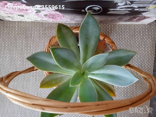 красиво екзотично растение в саксия от Остров Палма де Майорка., снимка 2 - Стайни растения - 42076001