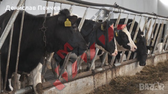 Хранителни решетки за отглеждане на крави и телета, снимка 2 - За селскостопански - 34653675