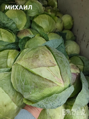 Прясно и крехко зеле Кьосе , снимка 2 - Разсади - 52236304