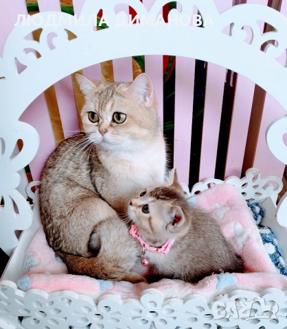 Шотландско мъжко златна чинчила , снимка 5 - Британска късокосместа - 53696771