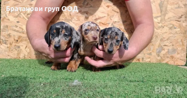 Мини Дакели блу и ред мерле, снимка 2 - Дакели - 47407299