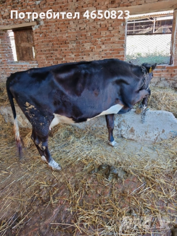 Продавам крави и телета, снимка 6 - За селскостопански - 52412159