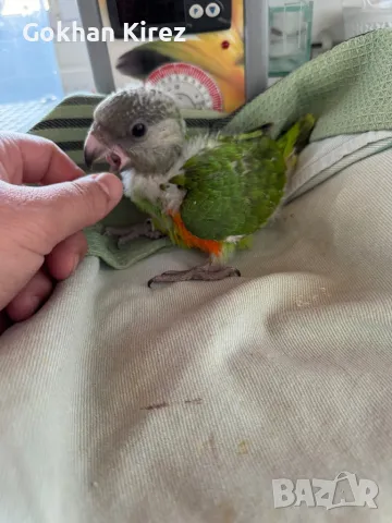 Папагали Сенегалски , снимка 5 - Папагали - 49275270
