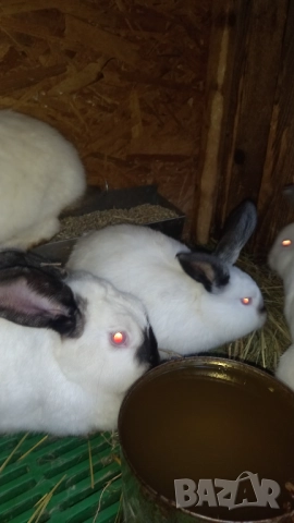 Чистокръвни калифорнийски зайци , снимка 7 - Други - 49992651