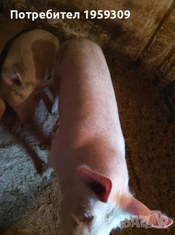 Женско прасе, снимка 3 - Прасета - 53214458
