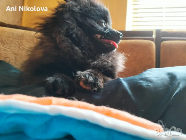 Мини померан женски, снимка 12 - Померан - 50411468