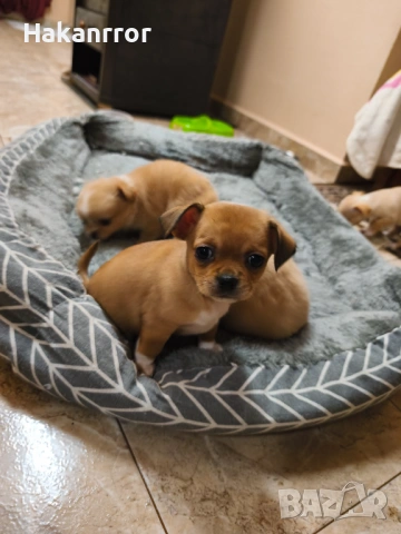 Продавам чихуахуа, снимка 2 - Чихуахуа - 53757349