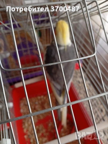 Папагал корела, снимка 3 - Папагали - 53803804