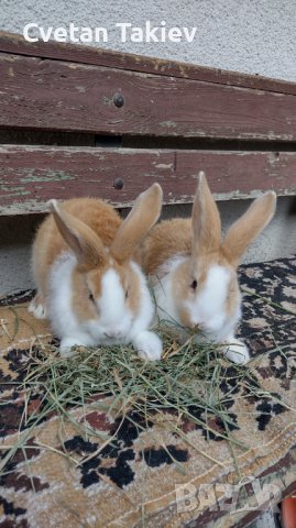 Холандски зайци, зайци Веселина и кръстоска, снимка 7 - Други - 30876894