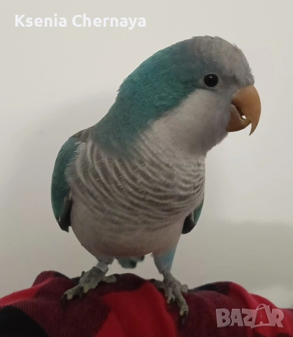 продам папагал монах( Калита)