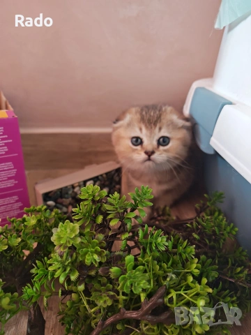 Клепоуха златна чинчила, снимка 2 - Британска късокосместа - 53138153