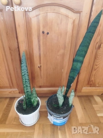 Сансевиера(мечове), снимка 3 - Стайни растения - 51662689