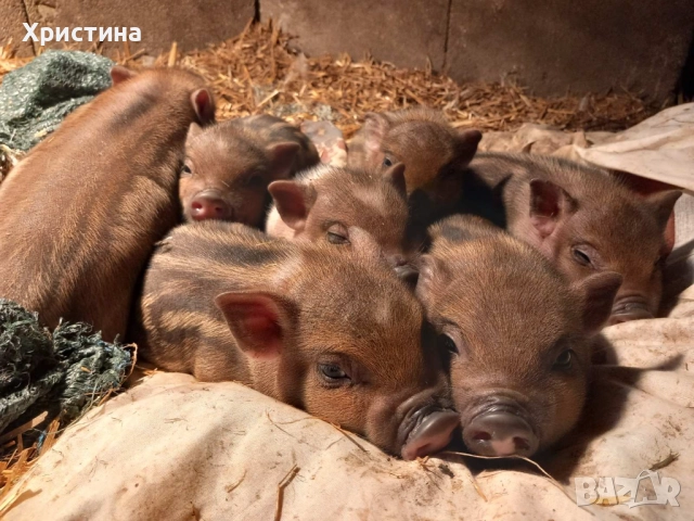 Виетнамски прасета, снимка 3 - Прасета - 52469489