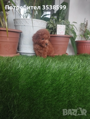 Той Пуделчета , снимка 6 - Пудели - 52909276