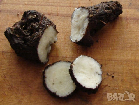 Корени Брей Tamus communis