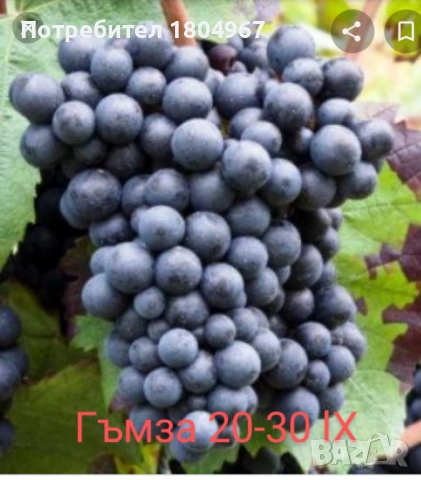 Лозов посадъчен материал , снимка 9 - Разсади - 52487852