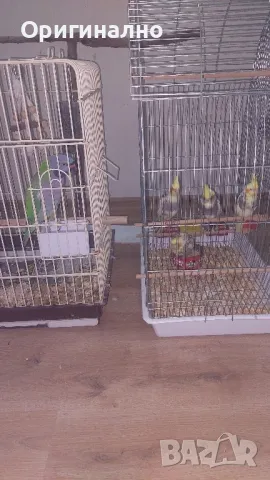 Малък александър , снимка 5 - Папагали - 50427491