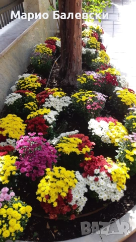 Озеленяване и поддръжка на градини , снимка 13 - Други - 53493481