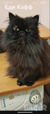 Продавам прекрасни персийски котенца 