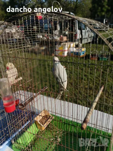 Продавам папагали , снимка 2 - Папагали - 50136475