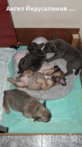 Уникални кученца френски булдог. 