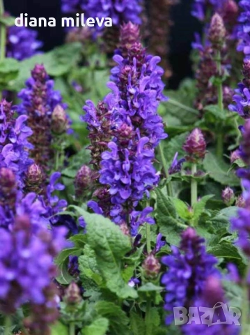 Салвия „Blue Marvel“, Градински чай, многогодишна, снимка 3 - Градински цветя и растения - 52434096